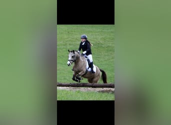 Weitere Ponys/Kleinpferde, Wallach, 11 Jahre, 130 cm, Buckskin