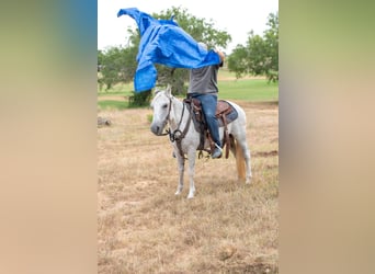 Weitere Ponys/Kleinpferde, Wallach, 11 Jahre, 132 cm, Schimmel