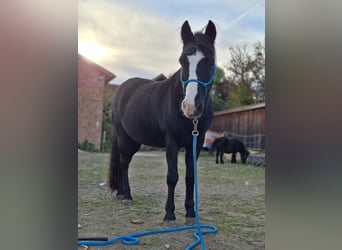 Weitere Ponys/Kleinpferde, Wallach, 11 Jahre, 140 cm, Rappe