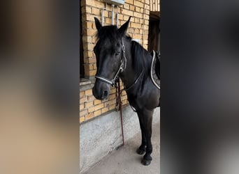 Weitere Ponys/Kleinpferde, Wallach, 11 Jahre, 140 cm, Rappe
