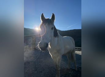 Weitere Ponys/Kleinpferde, Wallach, 11 Jahre, 142 cm, Schimmel