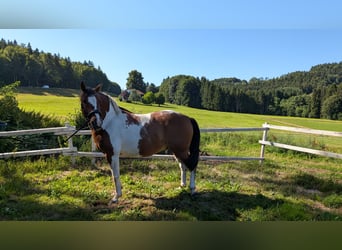 Weitere Ponys/Kleinpferde, Wallach, 11 Jahre, 147 cm, Schecke