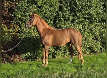 Weitere Ponys/Kleinpferde Mix, Wallach, 11 Jahre, 148 cm, Fuchs