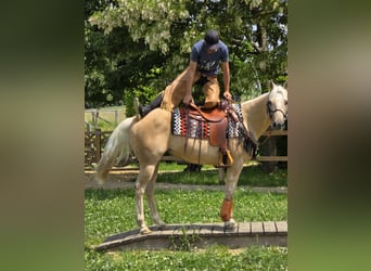 Weitere Ponys/Kleinpferde, Wallach, 11 Jahre, 148 cm, Palomino