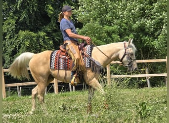 Weitere Ponys/Kleinpferde, Wallach, 11 Jahre, 148 cm, Palomino