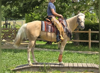 Weitere Ponys/Kleinpferde, Wallach, 11 Jahre, 148 cm, Palomino