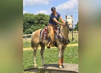 Weitere Ponys/Kleinpferde, Wallach, 11 Jahre, 148 cm, Palomino