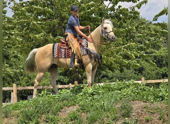 Weitere Ponys/Kleinpferde, Wallach, 11 Jahre, 148 cm, Palomino