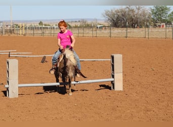 Weitere Ponys/Kleinpferde, Wallach, 11 Jahre, 89 cm