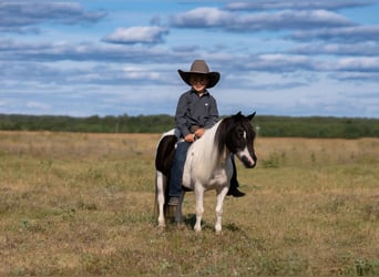 Weitere Ponys/Kleinpferde, Wallach, 11 Jahre, 91 cm, Schecke