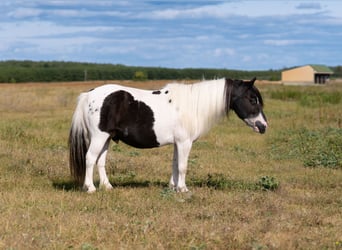 Weitere Ponys/Kleinpferde, Wallach, 11 Jahre, 91 cm, Schecke
