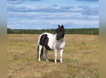 Weitere Ponys/Kleinpferde, Wallach, 11 Jahre, 91 cm, Schecke