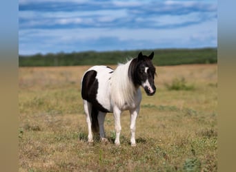 Weitere Ponys/Kleinpferde, Wallach, 11 Jahre, 91 cm, Schecke