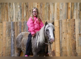 Weitere Ponys/Kleinpferde, Wallach, 11 Jahre, 91 cm, Schimmel