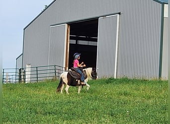 Weitere Ponys/Kleinpferde, Wallach, 11 Jahre, 95 cm, Schecke