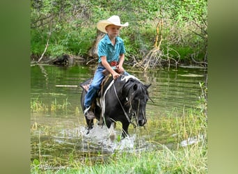 Weitere Ponys/Kleinpferde, Wallach, 11 Jahre, 97 cm, Schecke