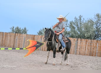 Weitere Ponys/Kleinpferde, Wallach, 11 Jahre, 97 cm, Schecke