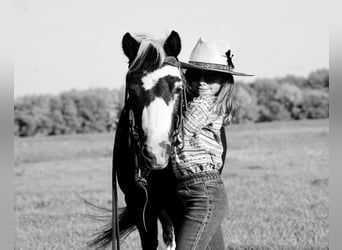 Weitere Ponys/Kleinpferde, Wallach, 12 Jahre, 102 cm, Schecke