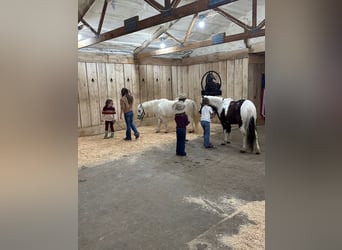 Weitere Ponys/Kleinpferde, Wallach, 12 Jahre, 102 cm, Schecke