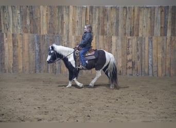 Weitere Ponys/Kleinpferde, Wallach, 12 Jahre, 102 cm, Schecke