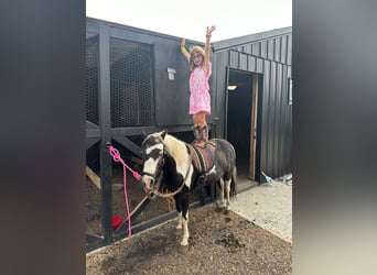 Weitere Ponys/Kleinpferde, Wallach, 12 Jahre, 102 cm, Schecke