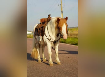 Weitere Ponys/Kleinpferde, Wallach, 12 Jahre, 102 cm, Schecke