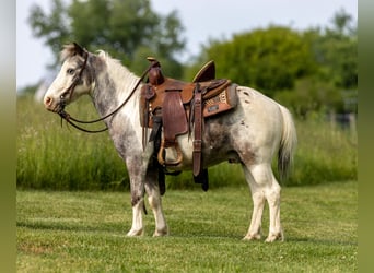 Weitere Ponys/Kleinpferde, Wallach, 12 Jahre, 102 cm, Schecke