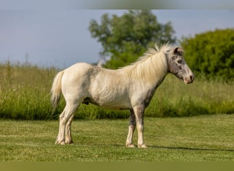 Weitere Ponys/Kleinpferde, Wallach, 12 Jahre, 102 cm, Schecke