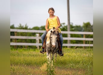Weitere Ponys/Kleinpferde, Wallach, 12 Jahre, 102 cm, Schecke