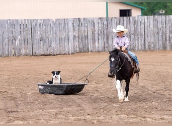 Weitere Ponys/Kleinpferde, Wallach, 12 Jahre, 104 cm