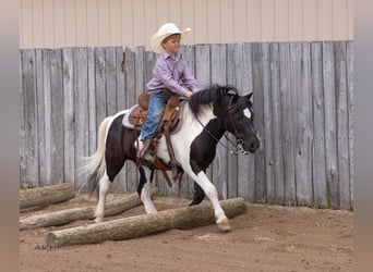 Weitere Ponys/Kleinpferde, Wallach, 12 Jahre, 104 cm