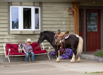 Weitere Ponys/Kleinpferde, Wallach, 12 Jahre, 104 cm