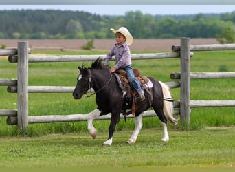Weitere Ponys/Kleinpferde, Wallach, 12 Jahre, 104 cm