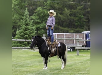 Weitere Ponys/Kleinpferde, Wallach, 12 Jahre, 104 cm