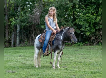 Weitere Ponys/Kleinpferde, Wallach, 12 Jahre, 104 cm