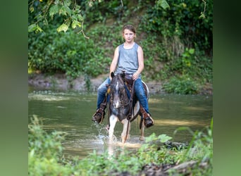 Weitere Ponys/Kleinpferde, Wallach, 12 Jahre, 104 cm