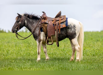Weitere Ponys/Kleinpferde, Wallach, 12 Jahre, 104 cm