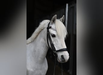 Weitere Ponys/Kleinpferde, Wallach, 12 Jahre, 116 cm, Schecke