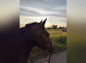 Weitere Ponys/Kleinpferde, Wallach, 12 Jahre, 130 cm, Dunkelbrauner
