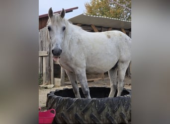 Weitere Ponys/Kleinpferde Mix, Wallach, 12 Jahre, 142 cm, Apfelschimmel
