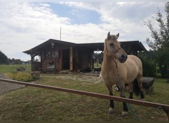 Weitere Ponys/Kleinpferde, Wallach, 12 Jahre, 143 cm, Falbe
