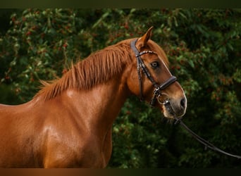 Weitere Ponys/Kleinpferde, Wallach, 12 Jahre, 147 cm, Fuchs