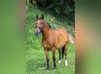 Weitere Ponys/Kleinpferde, Wallach, 12 Jahre, 148 cm, Brauner