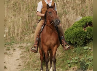 Weitere Ponys/Kleinpferde, Wallach, 12 Jahre, 148 cm, Brauner