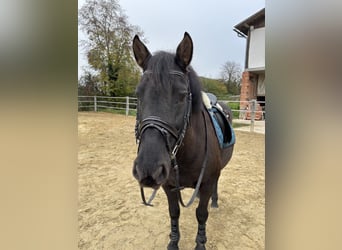 Weitere Ponys/Kleinpferde, Wallach, 12 Jahre, 150 cm, Rappe