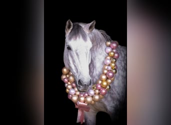 Weitere Ponys/Kleinpferde Mix, Wallach, 12 Jahre, 153 cm, Schimmel