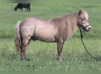 Weitere Ponys/Kleinpferde, Wallach, 12 Jahre, 79 cm