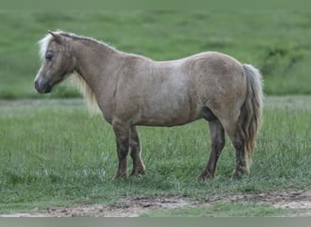 Weitere Ponys/Kleinpferde, Wallach, 12 Jahre, 79 cm