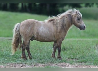 Weitere Ponys/Kleinpferde, Wallach, 12 Jahre, 79 cm