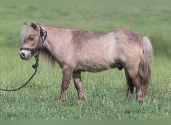 Weitere Ponys/Kleinpferde, Wallach, 12 Jahre, 79 cm